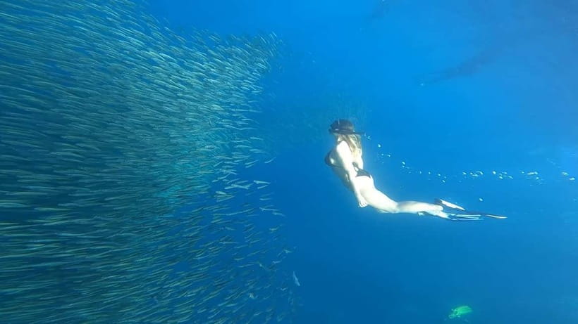 Cebu: Whale Sharks, Kawasan Falls, & Sardines Run Snorkeling - The 3:00 AM start and the long road south
