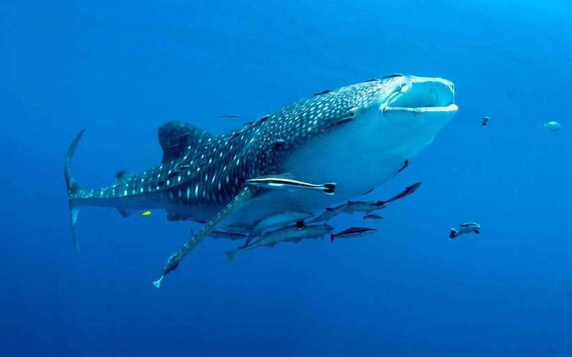 Cebu: Whale Sharks, Tumalog Falls, and Monkey Sanctuary Tour - Key points at a glance