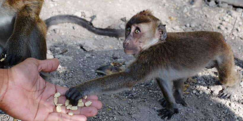 Cebu: Whale Sharks, Tumalog Falls, and Monkey Sanctuary Tour - What $121 includes and what it is worth