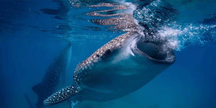 Cebu: Whale Sharks, Tumalog Falls, and Monkey Sanctuary Tour - The three-hour ride to Oslob