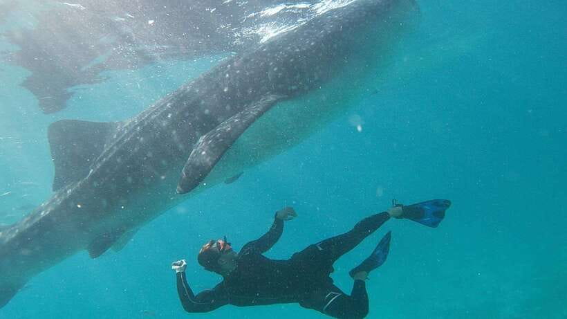Cebu: Whaleshark Encounter, Tumalog Falls & Sumilon Sandbar - Why this Cebu day trip works