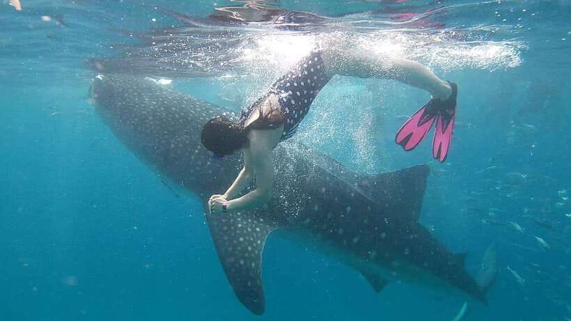 Cebu: Whaleshark Encounter, Tumalog Falls & Sumilon Sandbar - Meeting the whale sharks in Oslob