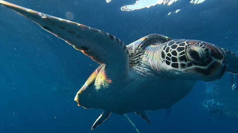 Cebu: Whaleshark Swimming & Moalboal Snorkelling Day Trip - Key points to know before booking