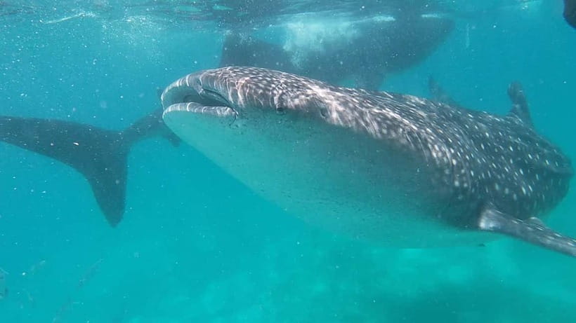 Cebu: Whaleshark Swimming & Moalboal Snorkelling Day Trip - Why this Cebu day trip is appealing