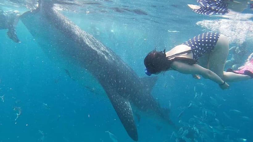 Cebu: Whaleshark Swimming & Moalboal Snorkelling Day Trip - The road from Oslob to Moalboal