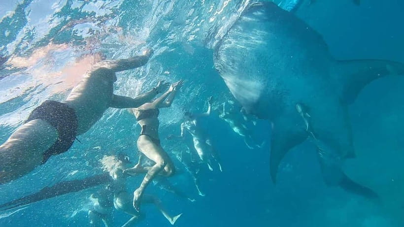 Cebu: Whaleshark Swimming & Moalboal Snorkelling Day Trip - Moalboal snorkeling with turtles and sardines