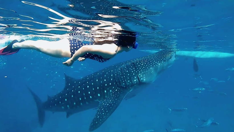 Cebu: Whaleshark Swimming & Moalboal Snorkelling Day Trip - Lunch, waterfalls, and the items you need