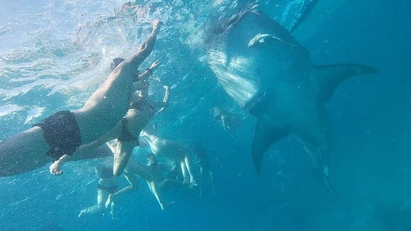 Cebu: Whaleshark Swimming & Moalboal Snorkelling Day Trip - Who should book this outing