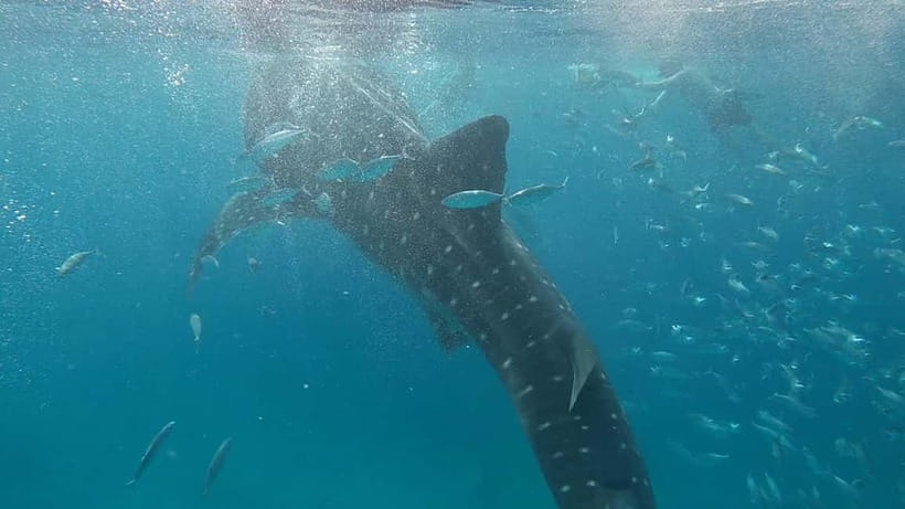 Cebu: Whaleshark Swimming & Moalboal Snorkelling Day Trip - Booking tips for a smoother day