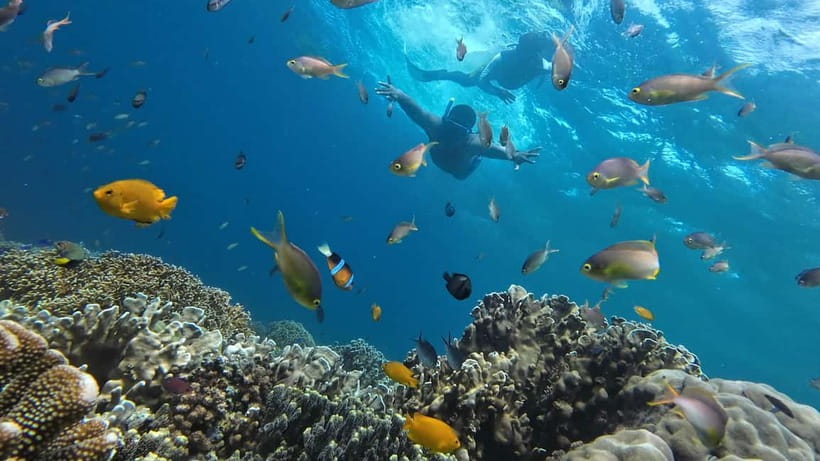 Cebu: Whaleshark Swimming & Moalboal Snorkelling Day Trip - The midnight-style start and long southern drive