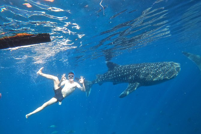 Cebu Whaleshark Tour - Key points to know before booking