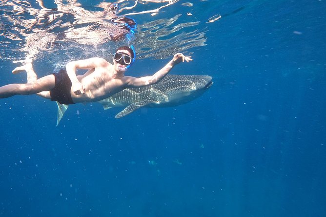 Cebu Whaleshark Tour - The 4:00 a.m. start and three-hour ride to Oslob