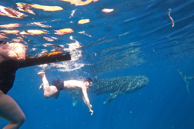 Cebu Whaleshark Tour - What guides Ace and Marilou add to the day