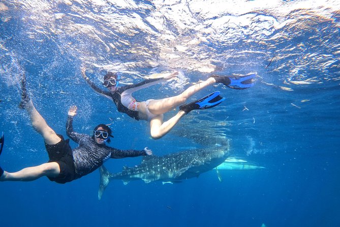 Cebu Whaleshark Tour - Is the $130 price good value?