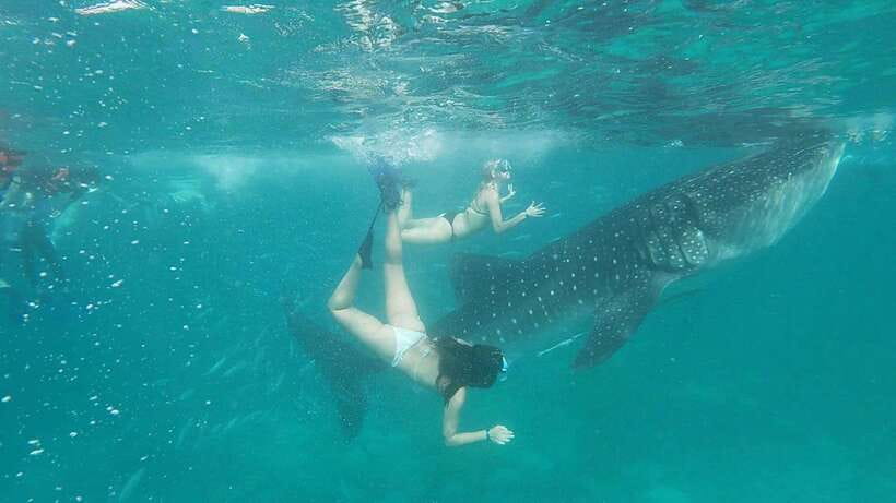 Cebu: WhaleShark , Tumalog Falls, & Sardine Run Snorkeling - One long day through southern Cebu