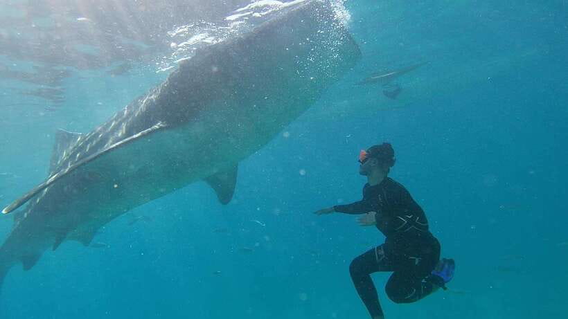 Cebu: WhaleShark , Tumalog Falls, & Sardine Run Snorkeling - Tumalog Falls and its curtain of water