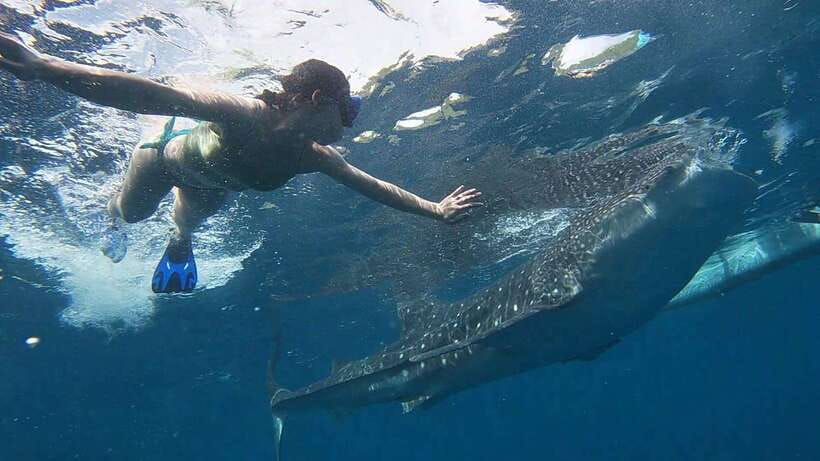 Cebu: WhaleShark , Tumalog Falls, & Sardine Run Snorkeling - Sea turtles in Moalboal