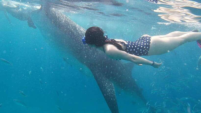 Cebu: WhaleShark , Tumalog Falls, & Sardine Run Snorkeling - What the $124 price really covers