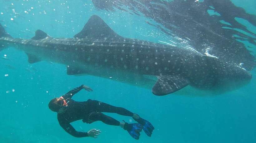 Cebu: WhaleShark , Tumalog Falls, & Sardine Run Snorkeling - Oslob whale sharks: memorable, but not truly private