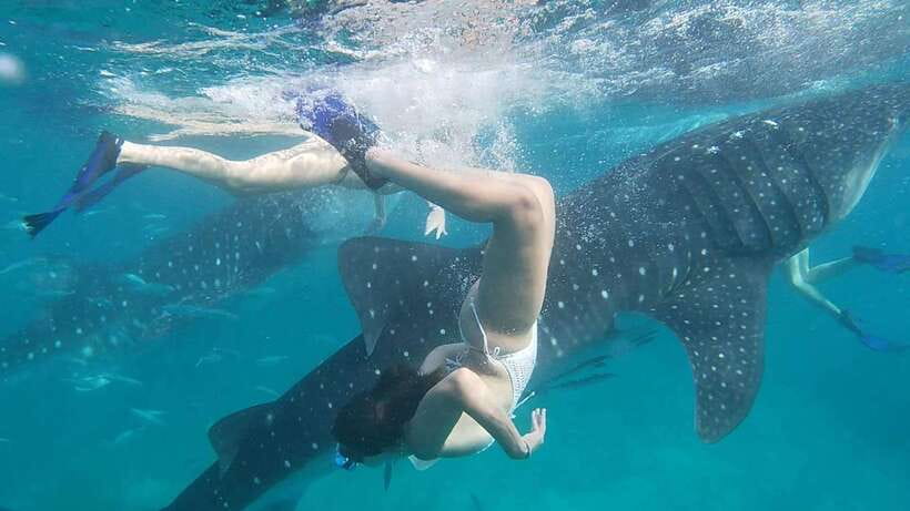 Cebu:WhaleShark Watching & Kawasan Canyoneering Private Tour - Key points to know before booking