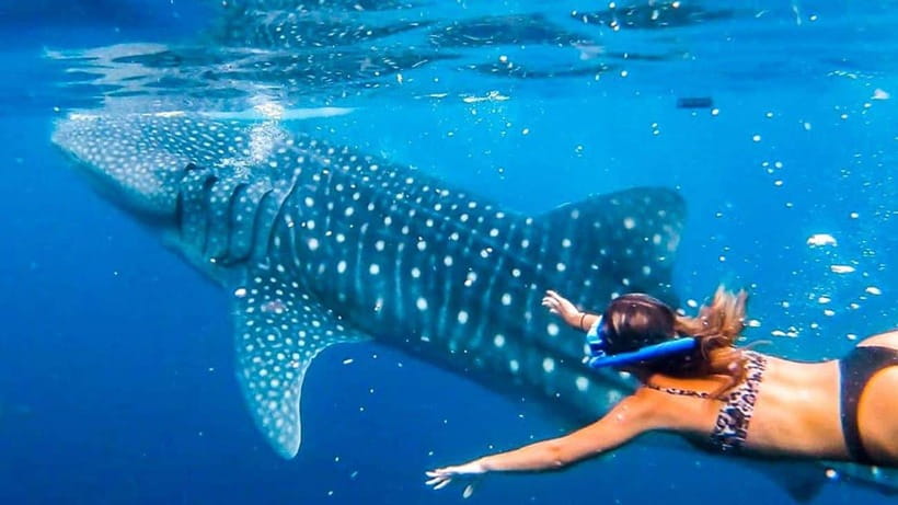 Cebu:WhaleShark Watching & Kawasan Canyoneering Private Tour - Who should book this Cebu tour?