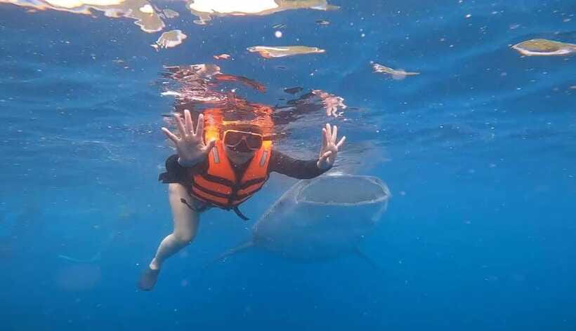 CEBU: Whaleshark Watching + Sumilon Sand Bar + Tumalog Falls - Who should book this Oslob combination?