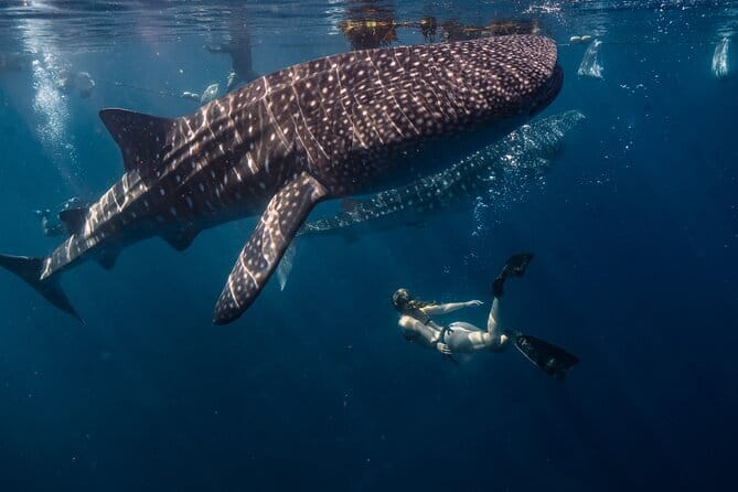 Cebu Whaleshark Watching w/ Sumilon Island Hopping - Who will enjoy this 13-hour itinerary