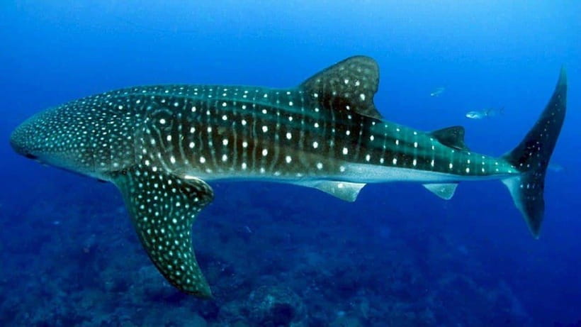 Cebu: Whalesharks, Sumilon Sandbar & Tumalog Falls Tour - The $119 price: convenient, but not a bargain for everyone