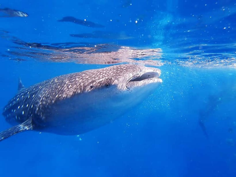 Cebu: Whalesharks, Sumilon Sandbar & Tumalog Falls Tour - Who should book this Cebu tour?