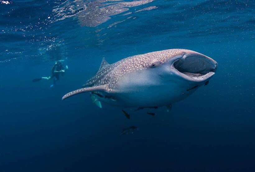 Cebu: Whalesharks, Sumilon Sandbar & Tumalog Falls Tour - The three-hour ride south sets the tone
