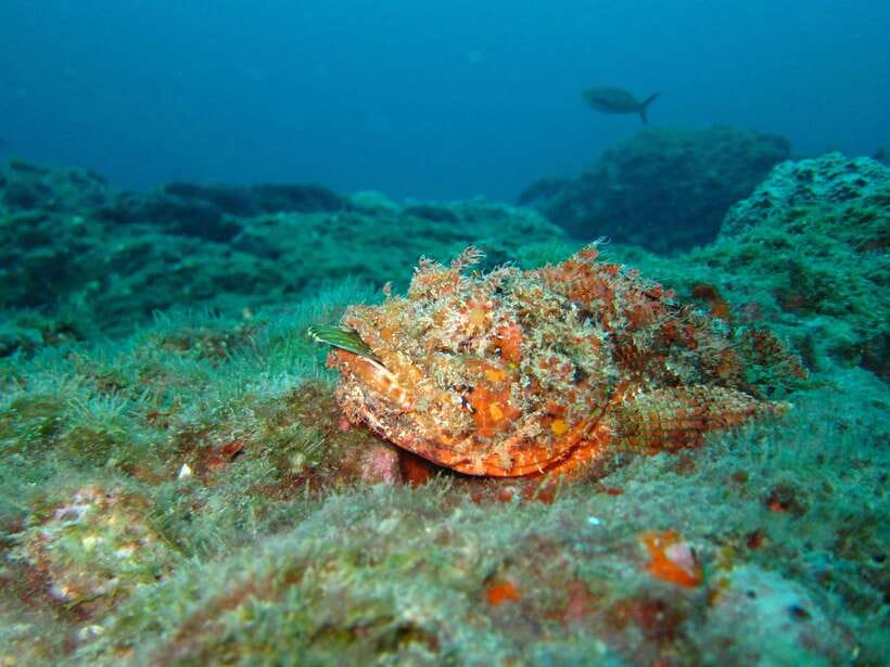 Coron: Barracuda Lake, Skeleton Wreck, Twin Lagoon Boat Tour - Skeleton Wreck: an easy first look beneath the surface