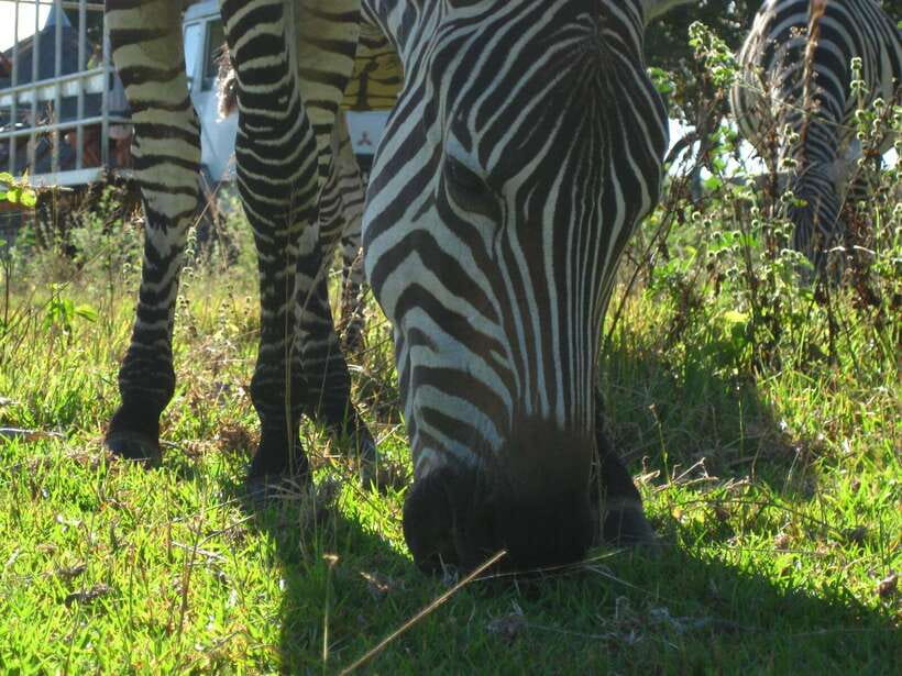 Coron: Calauit Safari Adventure - Key Points Before You Book
