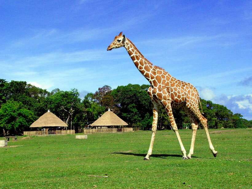 Coron: Calauit Safari Adventure - Why Calauit Is Such an Unusual Day Trip