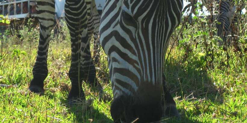 Coron: Calauit Safari Adventure - Palawan’s Native Animals Add More Depth
