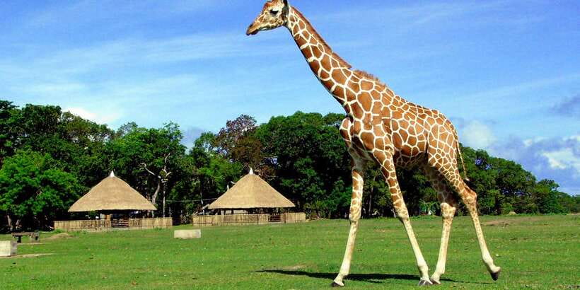 Coron: Calauit Safari Adventure - What the $72 Price Includes