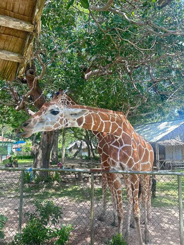 Coron: Calauit Safari Black Island Lunch & Transfer included - What to pack for a long outdoor day