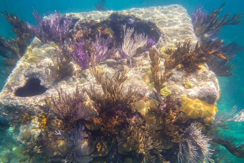 Coron: Coastal Cliffs, Beach & Malcapuya Island Hopping Tour - Who will enjoy this trip most