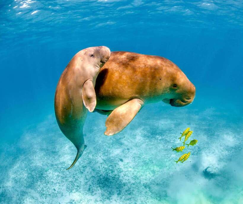 Coron: Dugong Watching with Sea Turtle and Coral Garden tour - Key points to know before booking