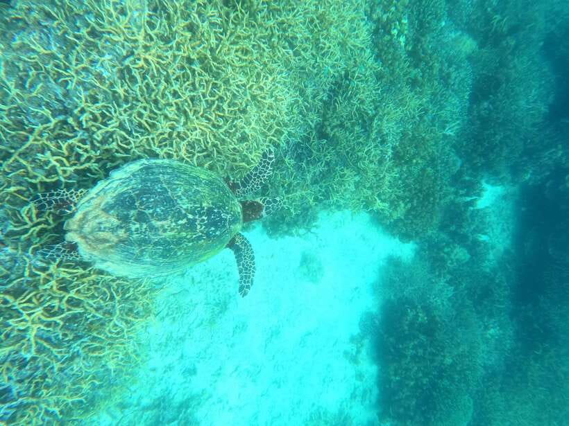 Coron: Dugong Watching with Sea Turtle and Coral Garden tour - Waiting your turn at the dugong site
