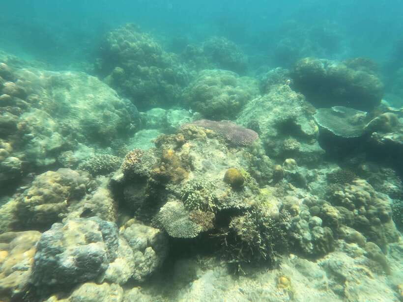 Coron: Dugong Watching with Sea Turtle and Coral Garden tour - Boat comfort, seasickness and physical demands