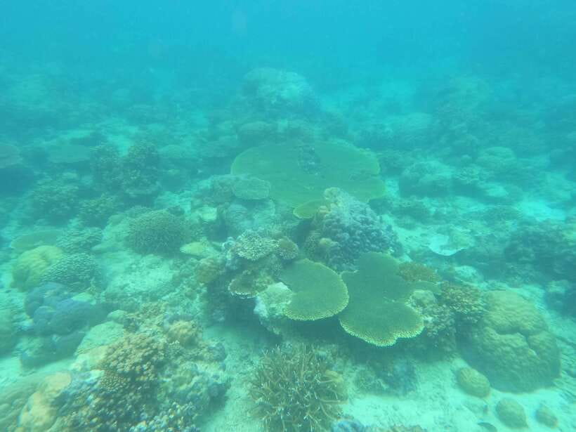 Coron: Dugong Watching with Sea Turtle and Coral Garden tour - The 5:00 a.m. start and journey to Busuanga