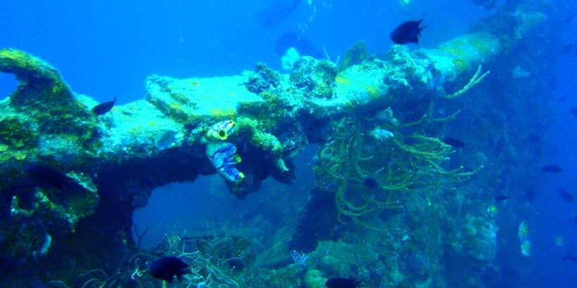 Coron Private Tour D: Reef and Wrecks - Should you book Coron Private Tour D?