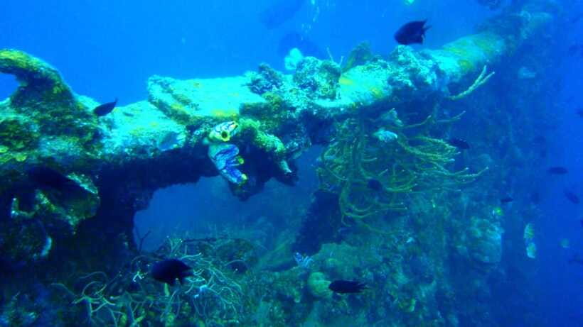 Coron Reef and Wrecks Tour (Private Tour) - Guide commentary adds value to the wrecks