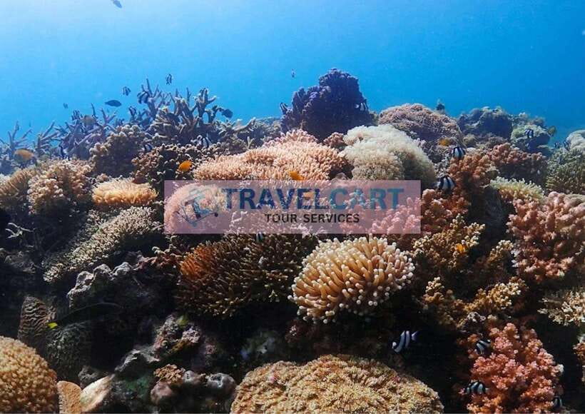 Coron Reef & Wrecks Tour - Lusong Gunboat: A Wreck with a Story
