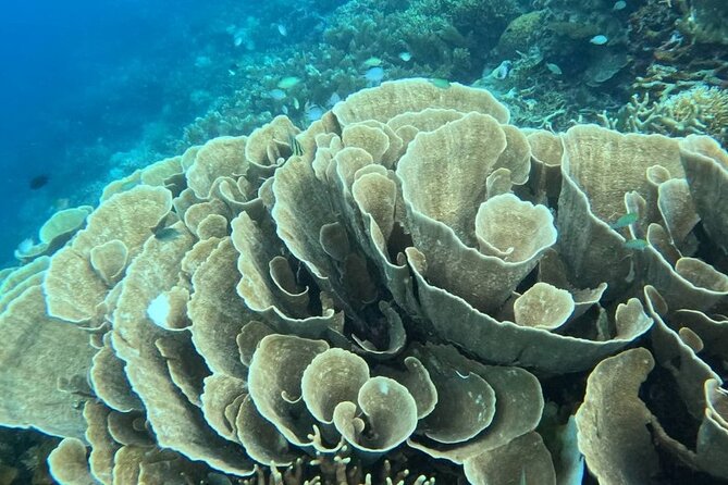 Coron Shipwrecks and Lusong Coral Garden tour (Private / Shared) - East Tangat and the shape of the second wreck