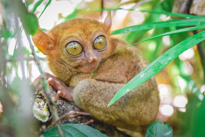 Day Swing to Bohol - Why this Cebu to Bohol trip works