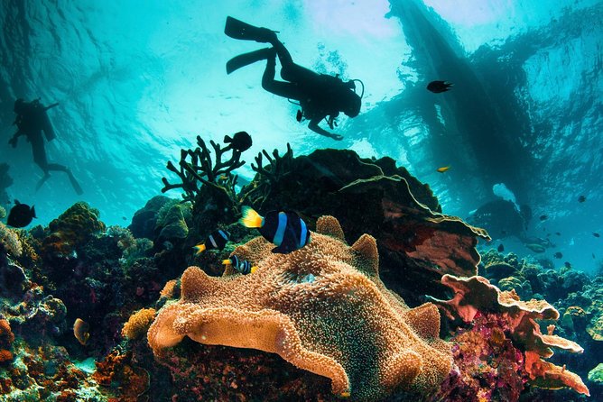 Discover Scuba Diving - Key points to know before booking
