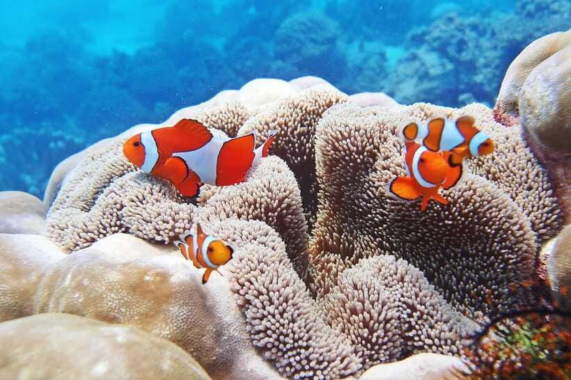 Discover Scuba Diving in Boracay - Is $49 good value?
