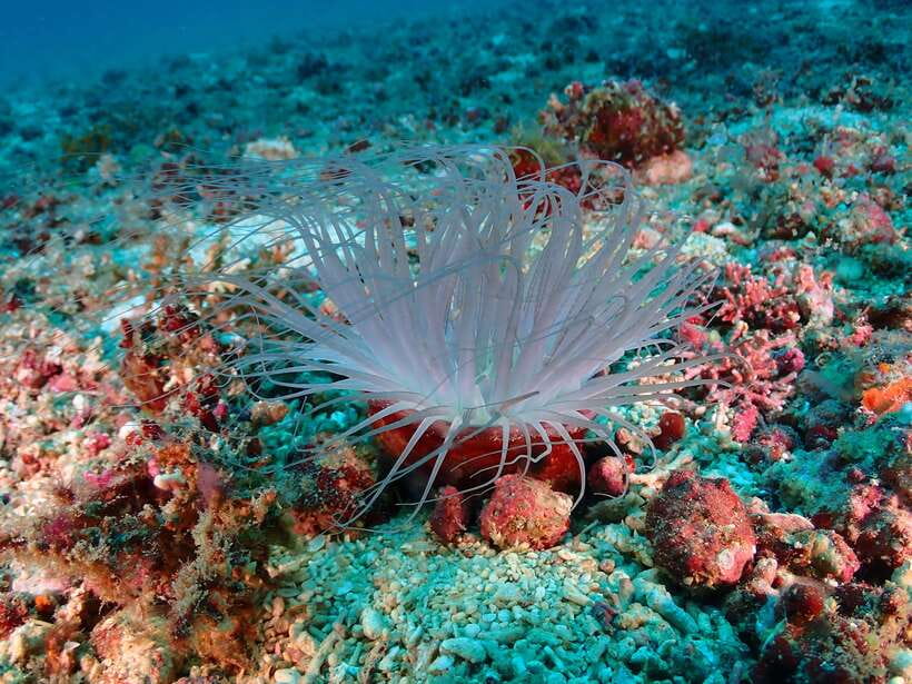 Discover Scuba Diving in Boracay - A gentle first step into scuba