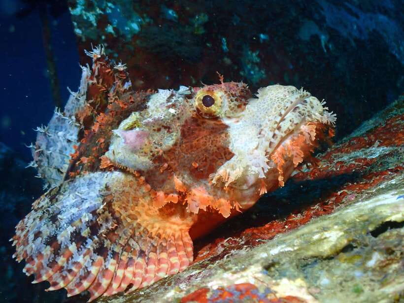 Discover Scuba Diving in Boracay - What you may see beneath the surface
